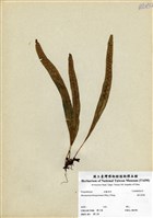 藏品(波氏星蕨)的圖片